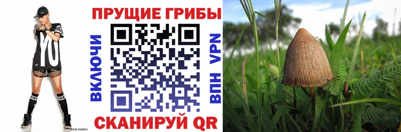 Галлюциногенные грибы MAGIC MUSHROOMS  блэк спрут сайт  Кудымкар  купить наркотик 